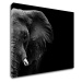 Impresi Obraz Slon na čiernom pozadí - 90 x 70 cm