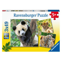 Ravensburger Panda, tiger a lev 3x49 dielikov