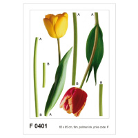 F 0401 AG Design Samolepiace dekorácie - samolepka na stenu - 2 tulips, veľkosť 65 cm x 85 cm