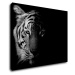 Impresi Obraz Tiger čiernobiely - 90 x 70 cm