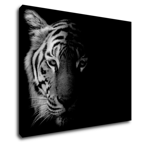 Impresi Obraz Tiger čiernobiely - 90 x 70 cm