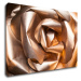 Impresi Obraz Abstrakt zlatá ruža - 60 x 40 cm