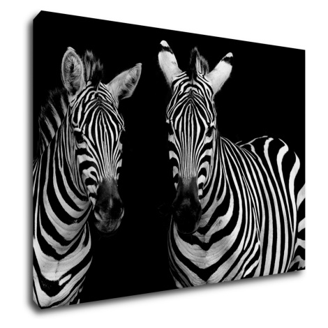 Impresi Obraz Dve zebry čiernobiele - 70 x 50 cm