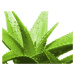 2G Lipov Posteľná súprava Aloe Vera pre miminko 100x135cm + 40x60cm