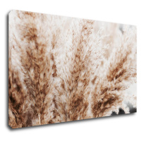 Impresi Obraz Suchá tráva škandinávsky štýl - 50 x 30 cm