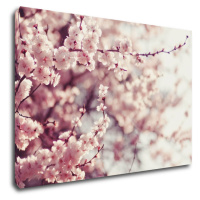 Impresi Obraz Svetlo ružové kvety - 90 x 60 cm