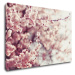 Impresi Obraz Svetlo ružové kvety - 90 x 60 cm