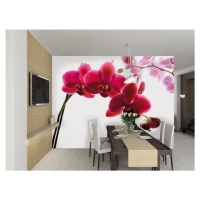 1Wall fototapeta Orchidea 315x232 cm