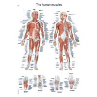 Anatomický plagát Erler Zimmer - Svalová sústava človeka