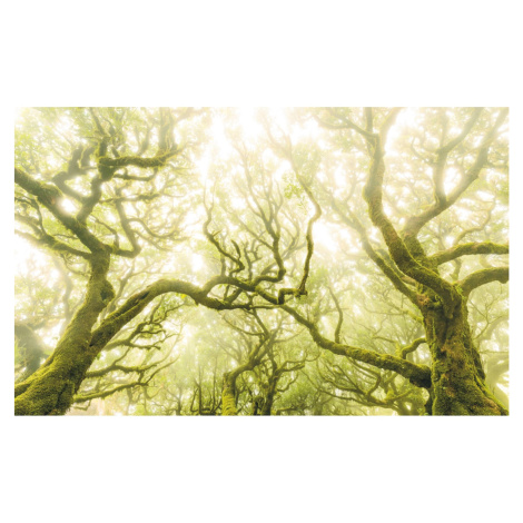 Komar Vliesová fototapeta Green Fire 400 x 250 cm