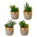 Umelé rastliny v súprave 4 ks (výška  17 cm) Cactus – Casa Selección