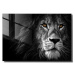 Sklenený obraz 70x50 cm Lion - Wallity