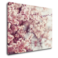 Impresi Obraz Svetlo ružové kvety - 90 x 70 cm