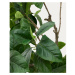 Umelý fikus (výška 210 cm) Ficus – Kave Home