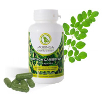 Moringa Caribbean STANDARD 60cps