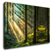 Impresi Obraz Slnečné lúče v lese - 60 x 40 cm
