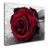 Impresi Obraz Ruže na čiernobielom pozadí - 70 x 50 cm