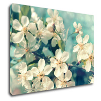 Impresi Obraz Čerešňový kvet modré pozadie - 70 x 50 cm