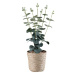 Umelá Rastlina Eukalyphus Výška: Cca 38cm