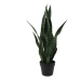 Sušená rastlina (výška 66 cm) Sansevieria – PT LIVING