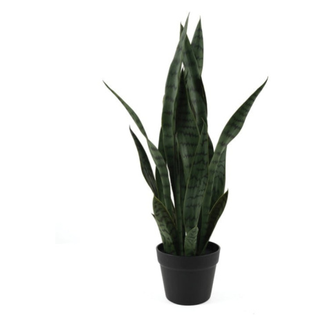 Sušená rastlina (výška 66 cm) Sansevieria – PT LIVING