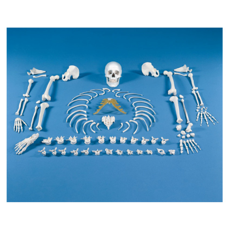 Erler Zimmer Rozložená kostra človeka - súbor kostí