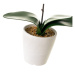 Umelá rastlina (výška  45 cm) Orchid – Casa Selección