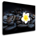 Impresi Obraz Biely kvet na čiernych kameňoch - 90 x 60 cm
