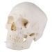 Lebka človeka - 14-dielny didaktický model