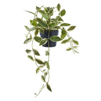 Umelá rastlina (výška 33 cm) Hoya Carnosa – House Nordic