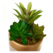 Umelé rastliny v súprave 4 ks (výška  17 cm) Cactus – Casa Selección