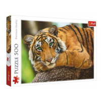 Puzzle Portrét tigra 500 dielikov 48x34cm v krabici 40x27x4,5cm