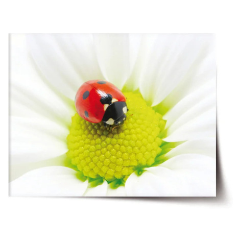 Plagát Lienka na kvete - 90x60 cm