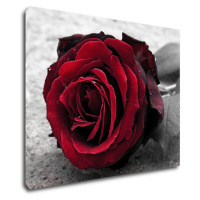 Impresi Obraz Ruže na čiernobielom pozadí - 90 x 70 cm