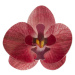 Kvety z jedlého papiera orchidea ružová 10ks - Dekora - Dekora