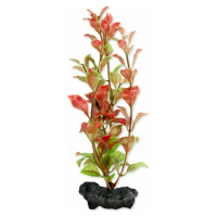 Dekorácia Tetra Rastlina Red Ludwigia S 15cm