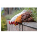Polyresínová záhradná soška Hen – Esschert Design