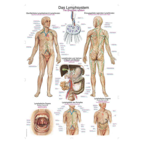Anatomický plagát Erler Zimmer - Lymfatický systém človeka