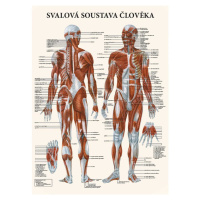 Vydavateľstvo Poznání Anatomický plagát - Svalová sústava človeka