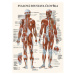 Vydavateľstvo Poznání Anatomický plagát - Svalová sústava človeka