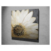 Obraz na plátne Whispering flower KC165 45x45 cm