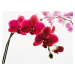 1Wall fototapeta Orchidea 315x232 cm