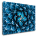 Impresi Obraz Modrý kvet - 60 x 40 cm