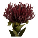 Umelá kvetina (výška 60 cm) Protea – PT LIVING
