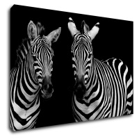 Impresi Obraz Dve zebry čiernobiele - 60 x 40 cm