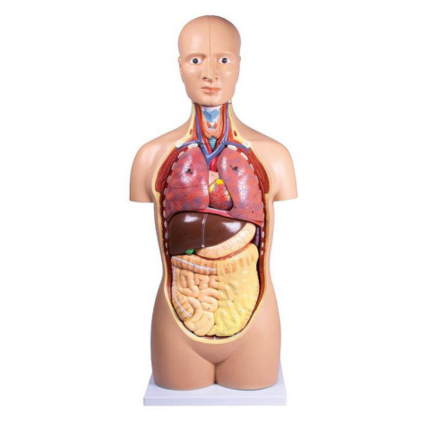 Erler Zimmer Ľudské torzo – 12-dielny anatomický model