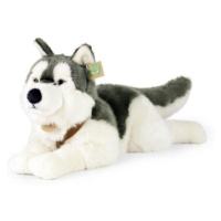 Plyšový pes husky s obojkom ležiaci 60 cm ECO-FRIENDLY