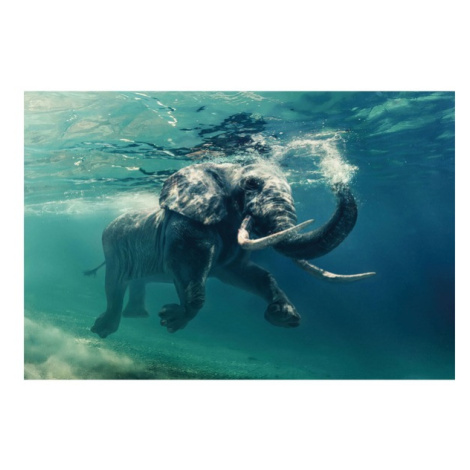Sconto Obraz ELEPHANT 120x80 cm, viacfarebná Houseland