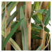 Umelý bambus (výška  120 cm) Bamboo – Ixia