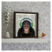 Nástenný obraz Monkey 34x34 cm III